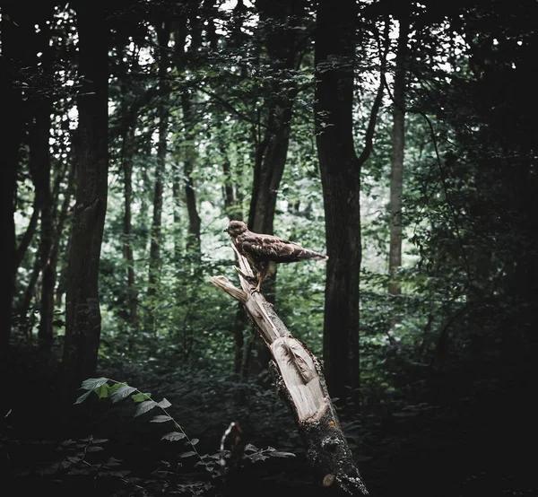 Pipa preta em um ramo quebrado em uma floresta escura — Fotografia de Stock