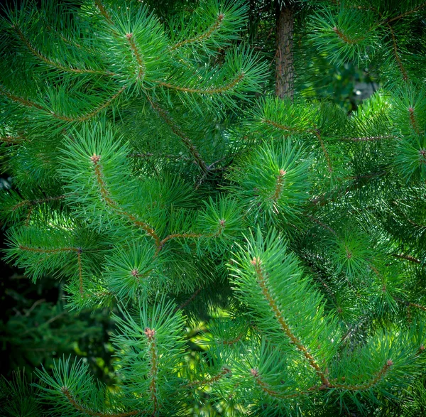 Pine spiny branches. Background Nature. — Stock Photo, Image