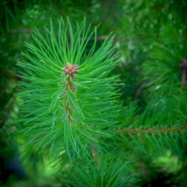 Pine spiny branches. Background Nature. — Stock Photo, Image