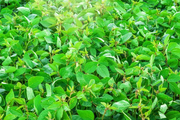 Τομέας πράσινης νεαρής σόγιας. — Φωτογραφία Αρχείου