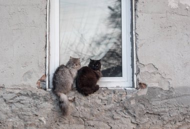 İki kedi pencere eşikleri üzerinde oturmak