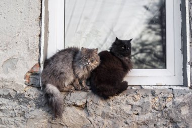 İki kedi pencere eşikleri üzerinde oturmak