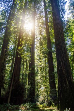 Ormandaki eski kızılağaç. Dalları ile güneş ışığı. A 