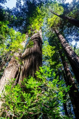 Ormandaki eski kızılağaç. Dalları ile güneş ışığı. Üst bir görünüme.
