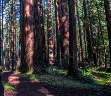 Ormandaki eski kızılağaç. Dalları ile güneş ışığı. Üst bir görünüme.