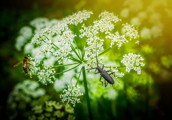 Escarabajo negro y abeja en flor blanca — Foto de Stock
