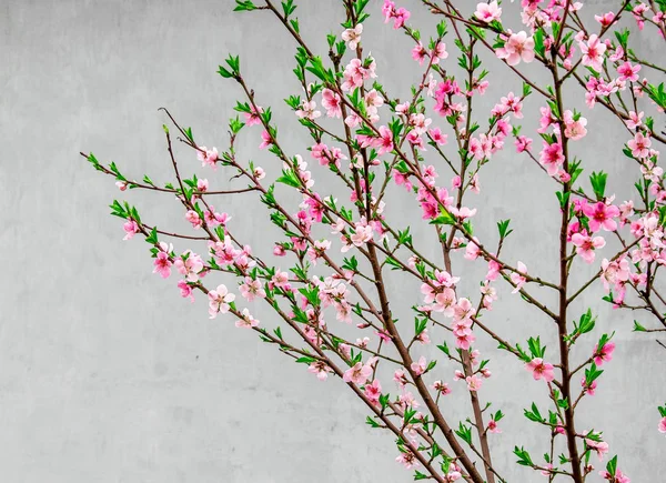 Ramas Con Flores Sakura Sobre Fondo Gris — Foto de Stock