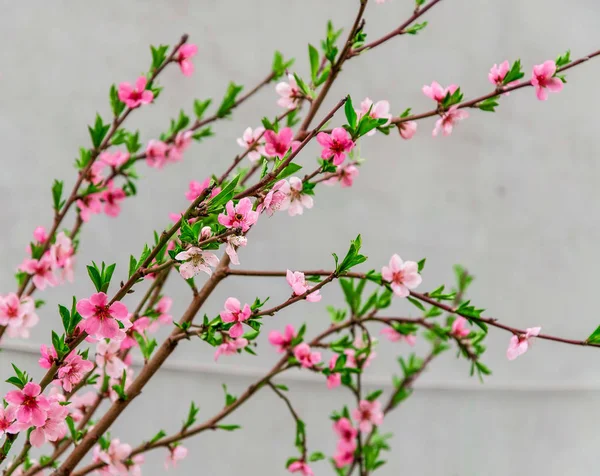 Ramas Con Flores Sakura Sobre Fondo Gris — Foto de Stock