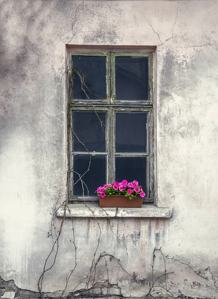 Старе Вікно Покинутому Будинку Квітами Підвіконні — стокове фото