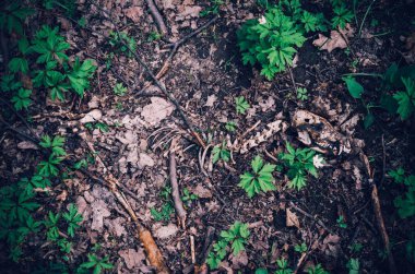 Küçük bir hayvan, fox, orman çim arasında yere iskelet