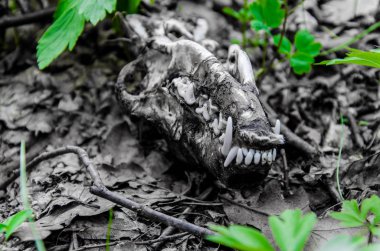 Küçük bir hayvan, fox, orman çim arasında yere iskelet