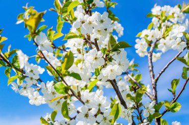 Kiraz çiçekleri. Dallar gökyüzü arka plan üzerinde beyaz çiçekler.
