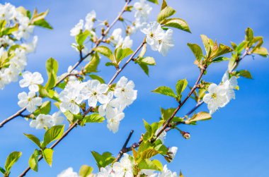 Kiraz çiçekleri. Dallar gökyüzü arka plan üzerinde beyaz çiçekler.