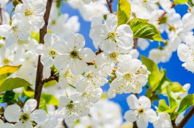 Kiraz çiçekleri. Dallar gökyüzü arka plan üzerinde beyaz çiçekler.
