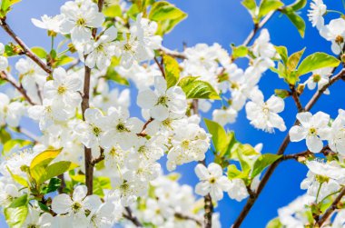 Kiraz çiçekleri. Dallar gökyüzü arka plan üzerinde beyaz çiçekler.