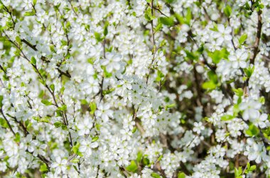 Küçük çiçekler beyaz çiçek açması, Bahar, doğa arka plan.