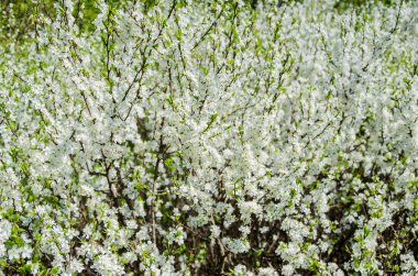 Küçük çiçekler beyaz çiçek açması, Bahar, doğa arka plan.
