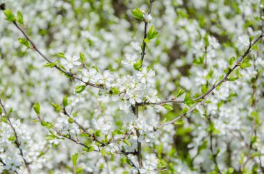 Küçük çiçekler beyaz çiçek açması, Bahar, doğa arka plan.