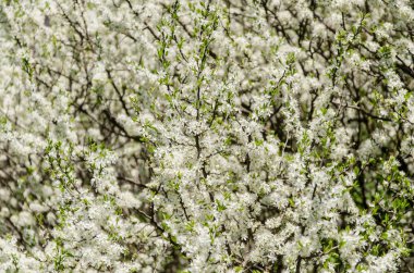 Küçük çiçekler beyaz çiçek açması, Bahar, doğa arka plan.