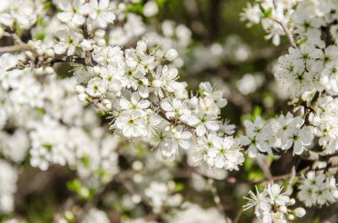 Küçük çiçekler beyaz çiçek açması, Bahar, doğa arka plan.