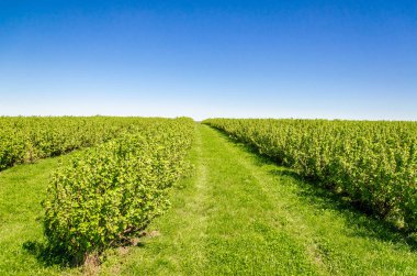 Hatta satır alanında yeşil Frenk üzümü çalılar dikti