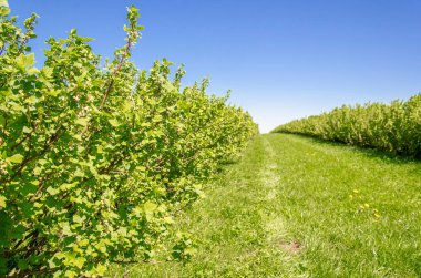 Hatta satır alanında yeşil Frenk üzümü çalılar dikti