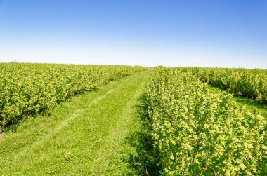 Hatta satır alanında yeşil Frenk üzümü çalılar dikti
