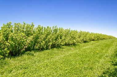 Hatta satır alanında yeşil Frenk üzümü çalılar dikti