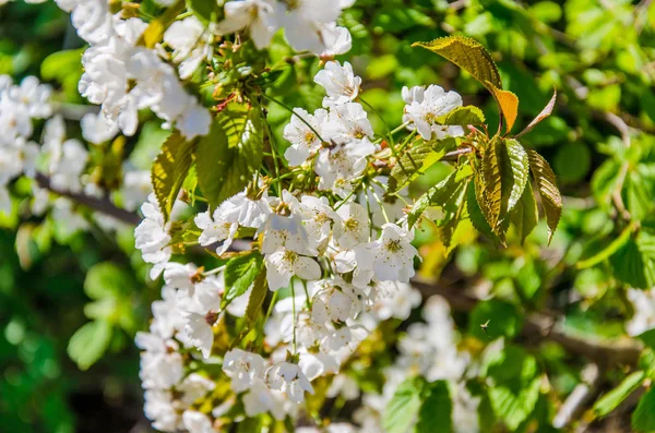 Fiori di ciliegio. Fiori bianchi sui rami sullo sfondo del cielo . — Foto Stock