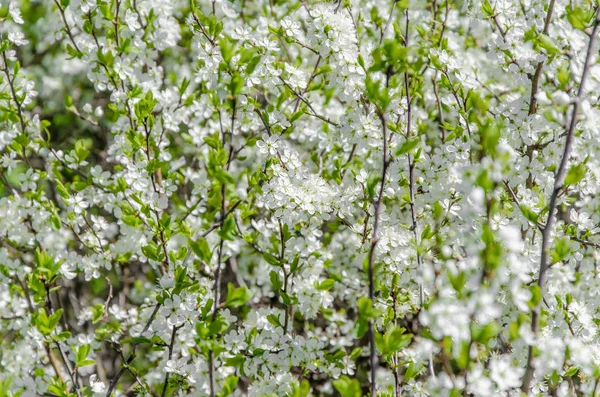 Blossoming white small flowers, spring, nature background. — Stock Photo, Image