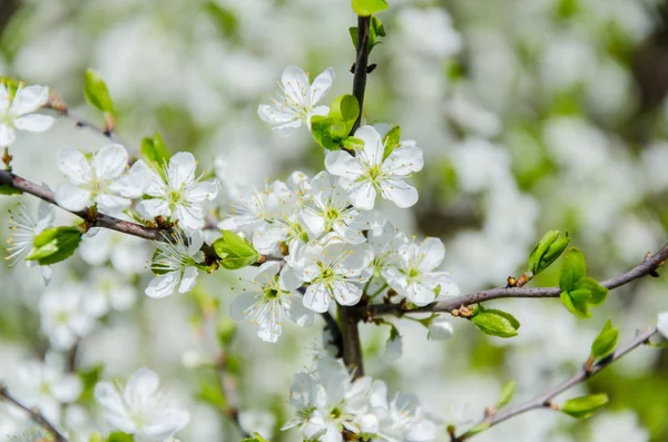 Fioritura fiori bianchi piccoli, primavera, sfondo della natura . — Foto Stock
