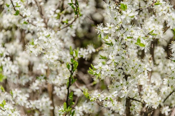 Fioritura fiori bianchi piccoli, primavera, sfondo della natura . — Foto Stock