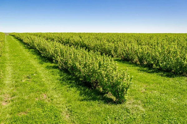 Arbustes de groseilles vertes plantés en rangs pairs dans le champ — Photo