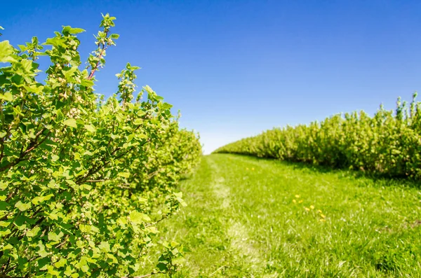 Arbustes de groseilles vertes plantés en rangs pairs dans le champ — Photo