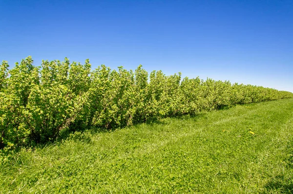 Green currant bushes planted in even rows in the field — Stock Photo, Image