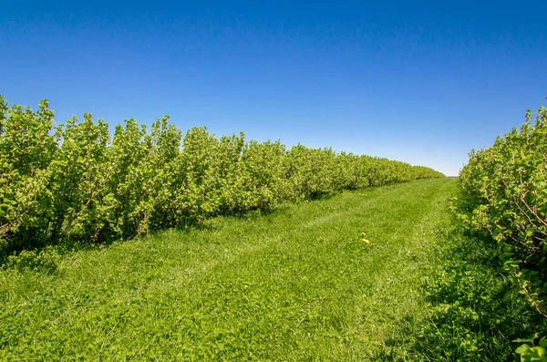 Arbustes de groseilles vertes plantés en rangs pairs dans le champ — Photo