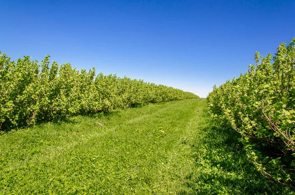 Arbustes de groseilles vertes plantés en rangs pairs dans le champ — Photo