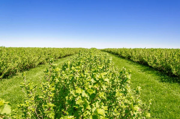 Arbustes de groseilles vertes plantés en rangs pairs dans le champ — Photo