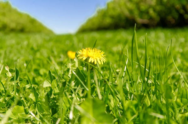 Flor de diente de león amarillo en hierba verde —  Fotos de Stock