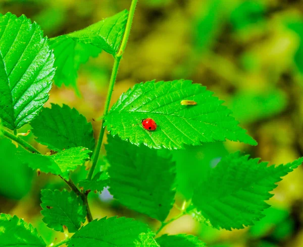 Käfer Marienkäfer auf einem grünen Blatt — Stockfoto