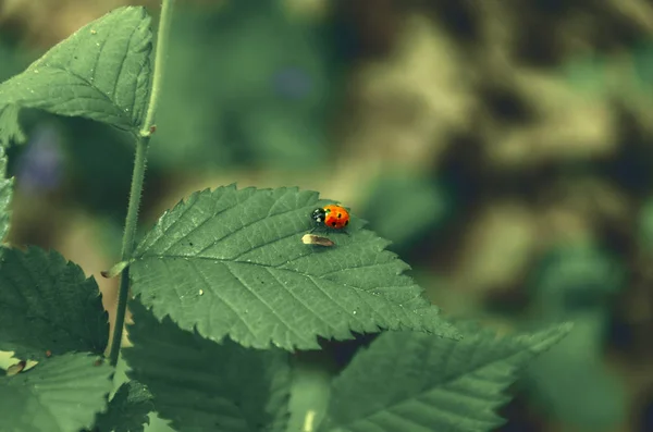 Mariquita insecto en una hoja verde — Foto de Stock