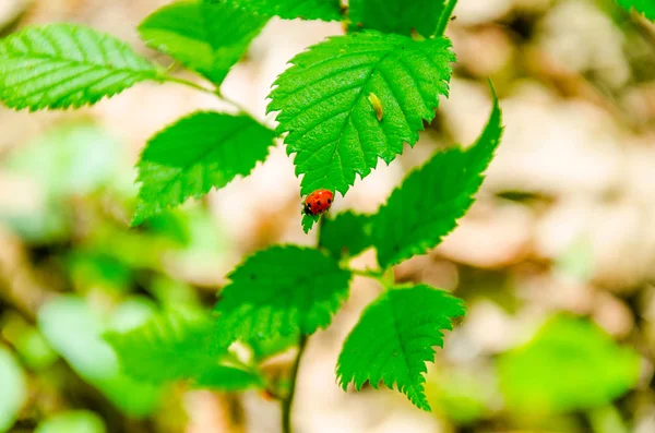 Mariquita insecto en una hoja verde — Foto de Stock