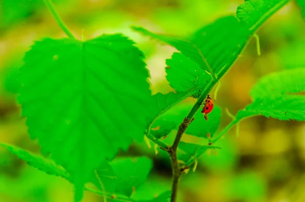 Bug joaninha em uma folha verde — Fotografia de Stock