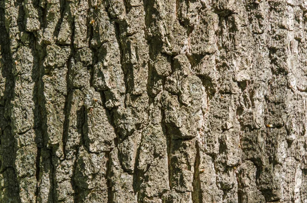 Écorce de hêtre des arbres — Photo