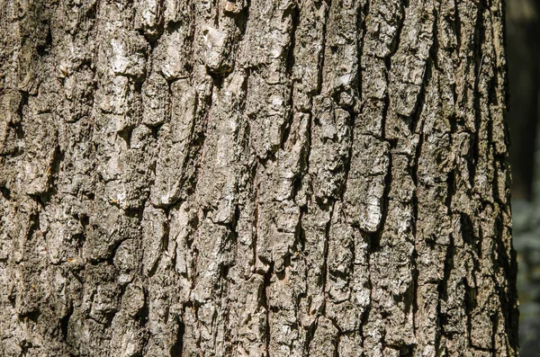 Φλοιό των δέντρων οξιάς — Φωτογραφία Αρχείου