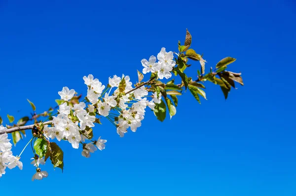 Cherry blossoms. White flowers on the branches on the sky background. Stock Photo