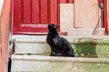 Kara kedi eski merdiven üstünde oturuyor