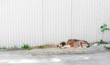 eski iyi sokak sokak köpeği bir metal çit dandelions ile uyuyor.