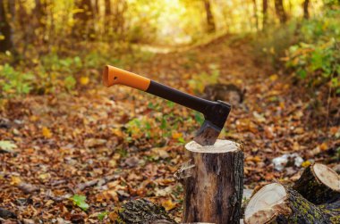 Yakacak odun, kütüğe saplanmış keskin balta, doğa, orman, sonbahar, çimen güneşli gün, yakın çekim.