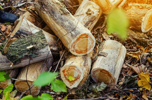 Το ξύλο κόπηκε στο δάσος. Συλλογή καυσόξυλων για το χειμώνα. — Φωτογραφία Αρχείου